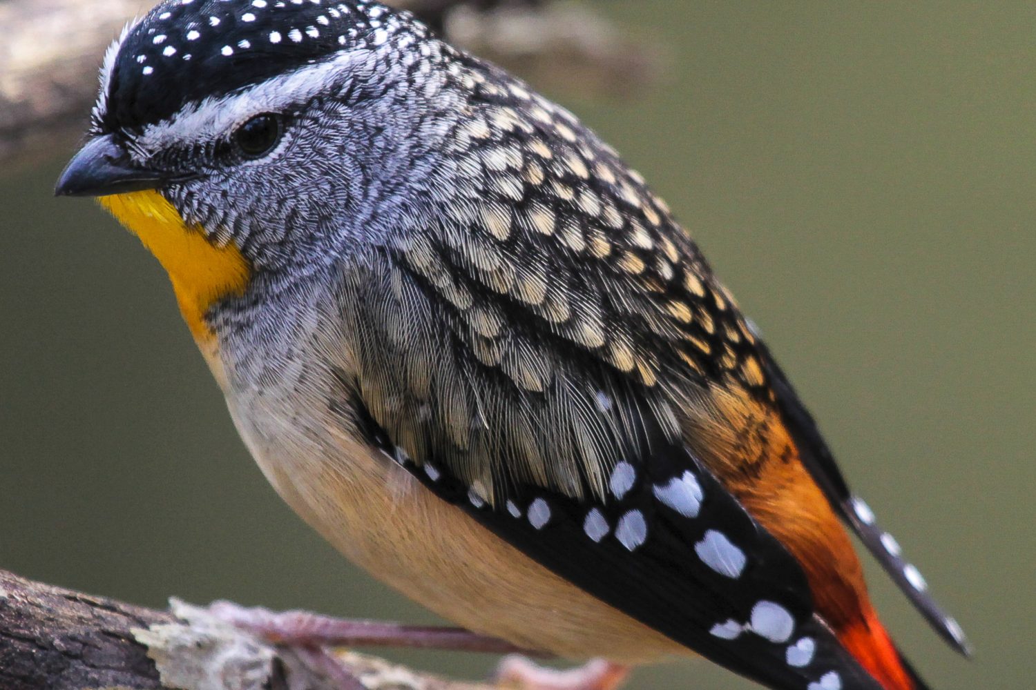 Spotted Pardalote. The Maria Island Walk